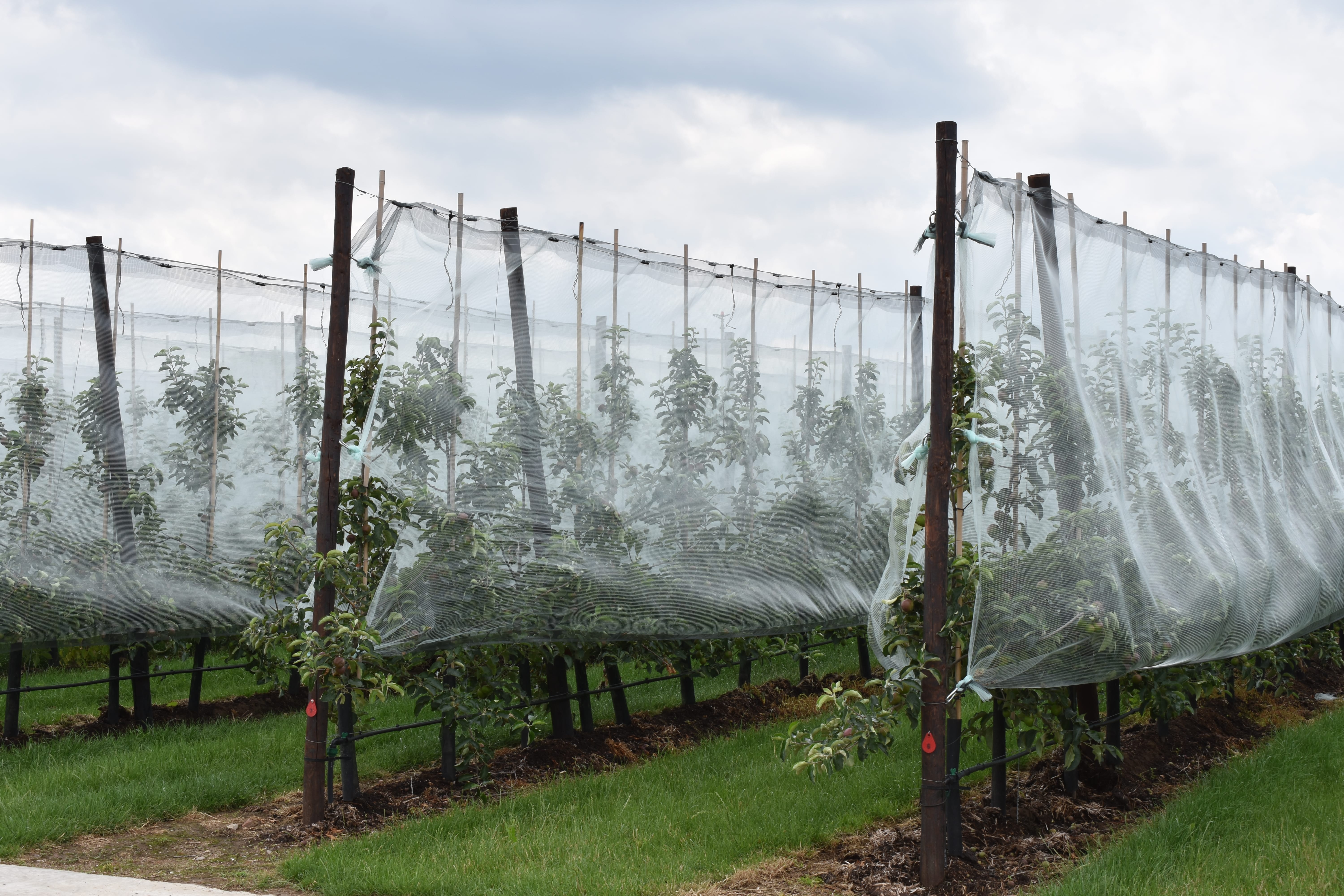 Easy Protect Hail System